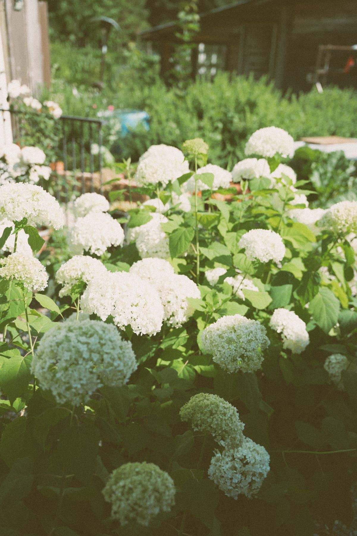 White hydrangeas blooming in the gardens at Cambie Country Gardens