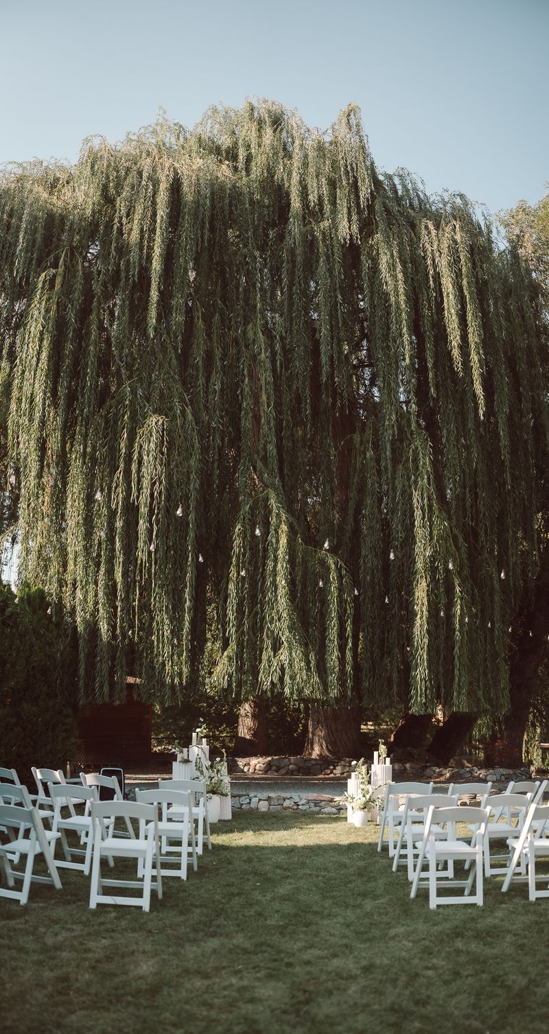 Ceremony chairs set beneath the weeping willow at Mission Creek